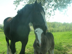 Shire horses for sale at our website: www.ricecreekshires.com